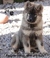 chiot eurasier